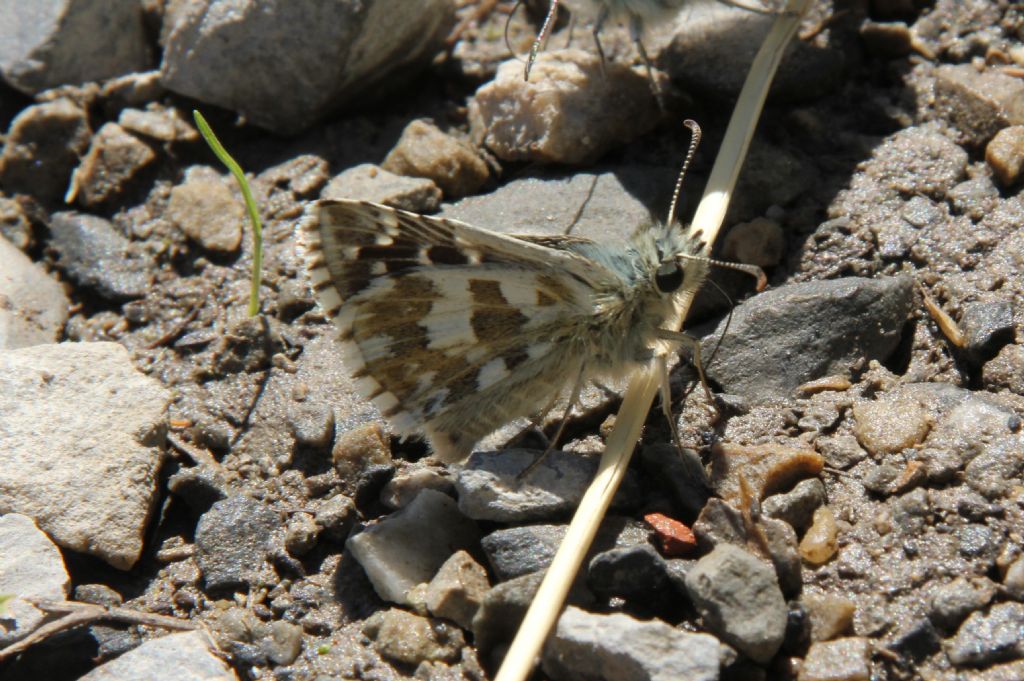 Alcune specie che non ho trovato in galleria